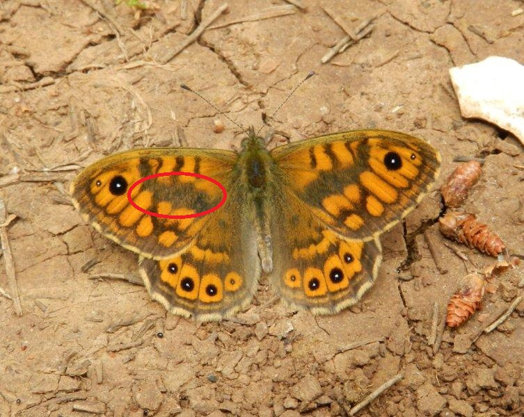 Lasiommata megera (f.) Nymphalidae Satyrinae......(TN)